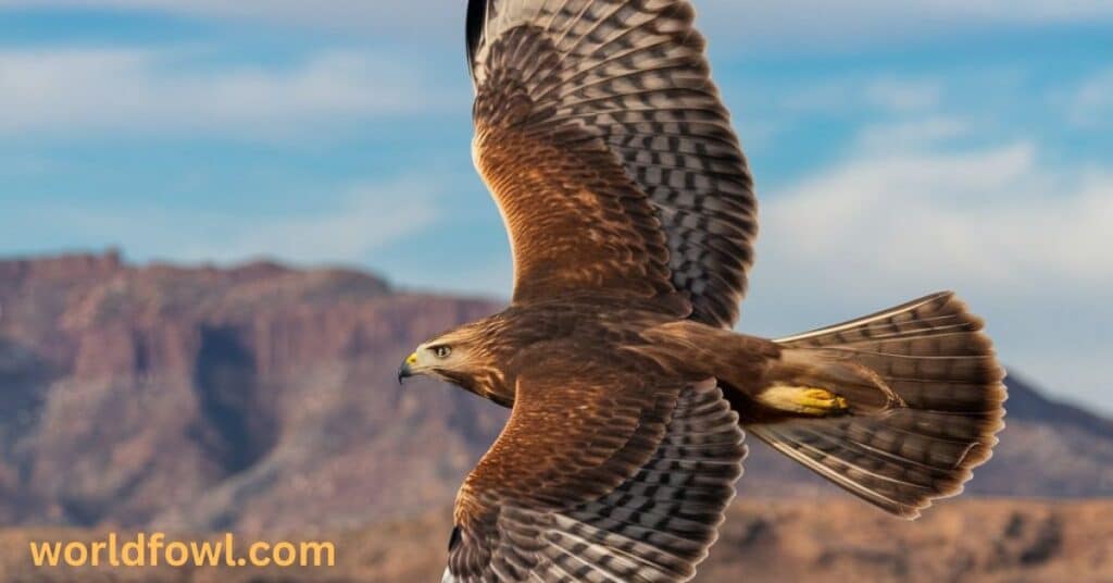 Harris's Hawk