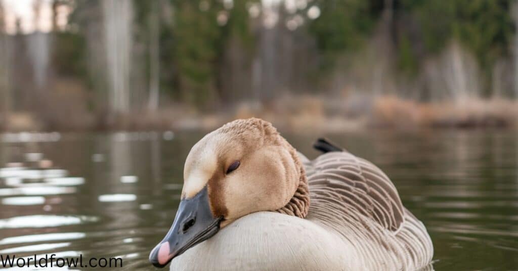 How and Where Do Geese Sleep? The Secrets of Goose Slumber