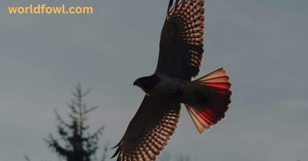 Red-tailed Hawk