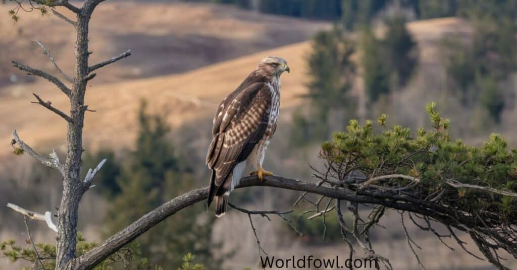 The Language of Hawks: Decoding Their Screeches