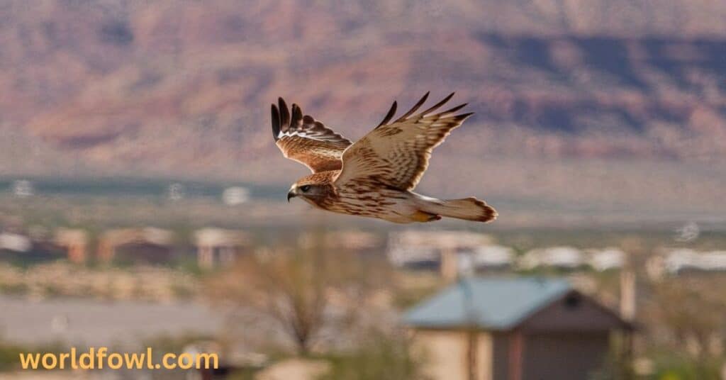 The Role of Hawks in Culture and Folklore