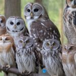 11 Types of Owls In Ontario (With Photos)