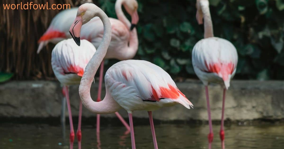 What Color Are Flamingos When They Are Born? A Full Guide