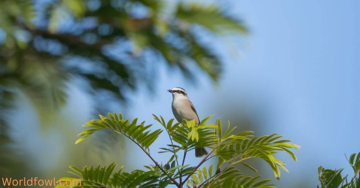 Backyard Small Birds In Florida – 10 Wonderful Florida Backyard Birds