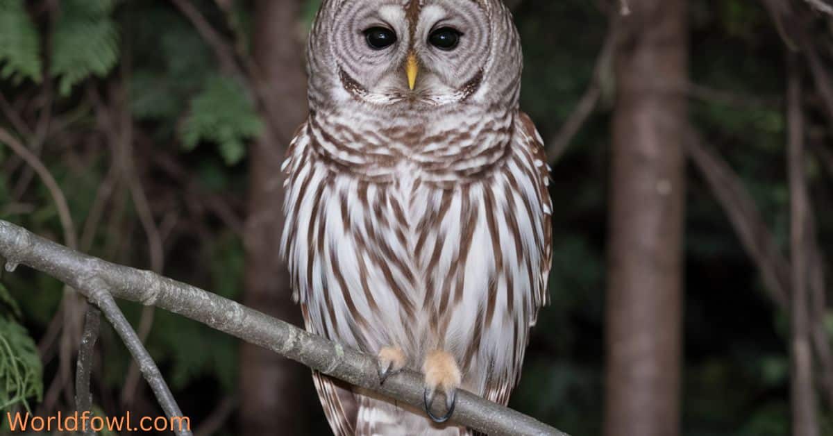 11 Types of Owls In Ontario (With Photos)