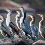 Birds Similar To Cormorants – 5 Birds That Look Like Cormorants