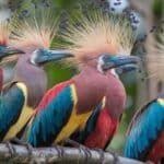 Birds with Mohawks – Beautiful Birds With Stunning Crests