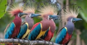 Birds with Mohawks – Beautiful Birds With Stunning Crests