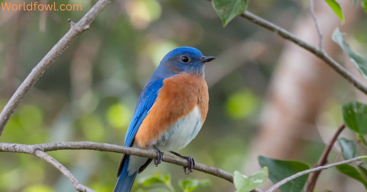 Blue Birds In California – 22 Beautiful Blue Birds (With Photos!)