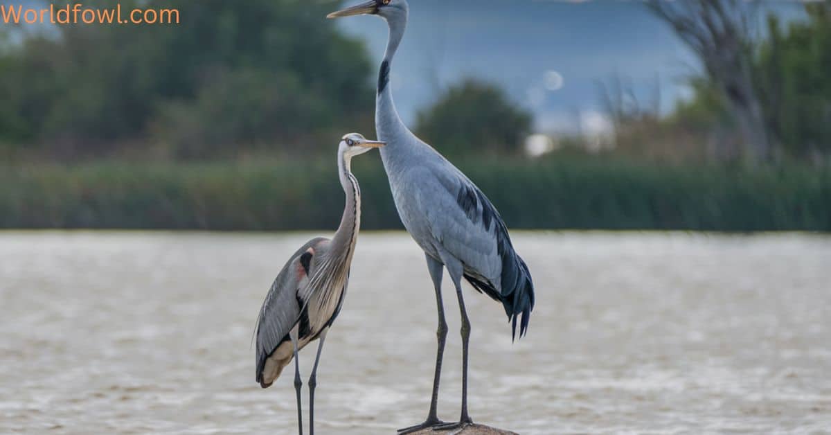 Crane-Vs.-Heron-–-The-Complete-Comparison