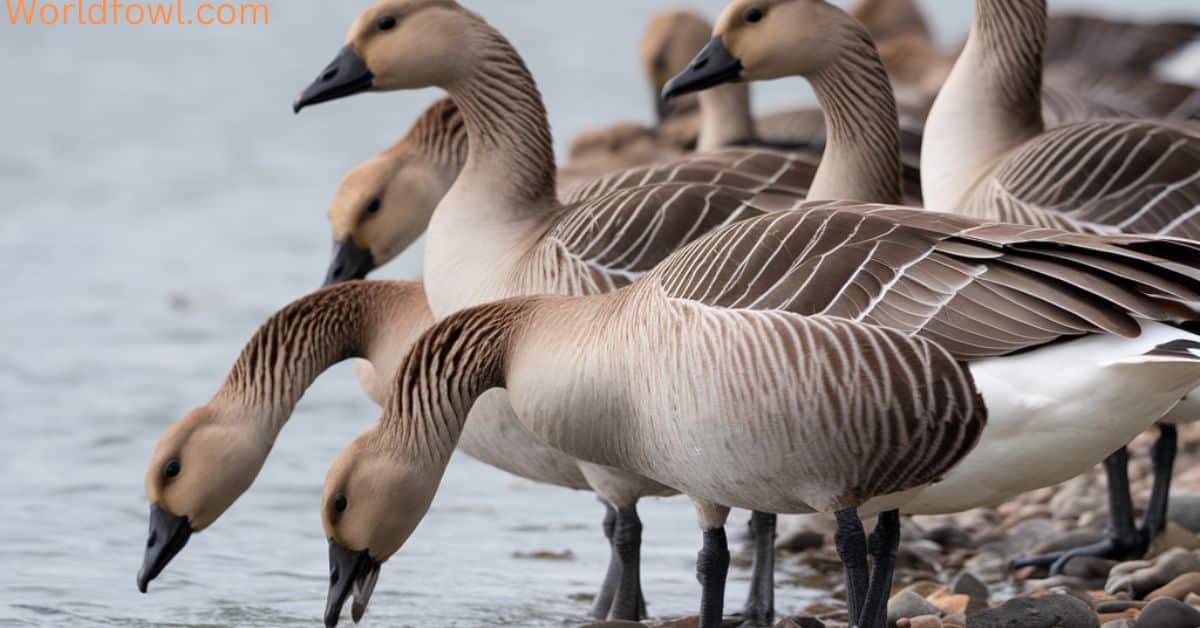 Do Geese Eat Fish – What Do Geese Like To Eat?