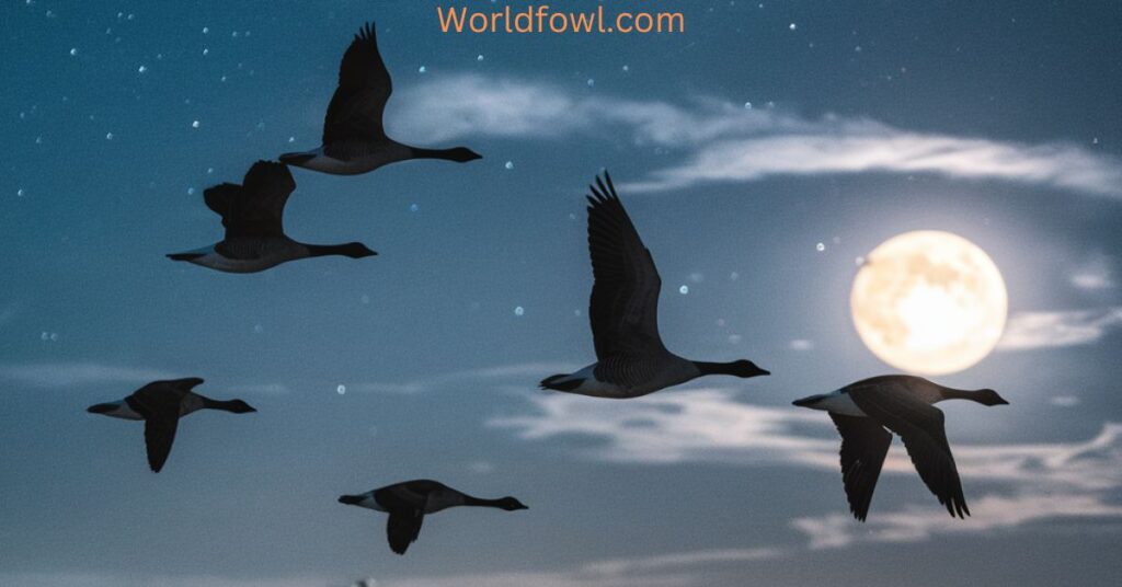 Do Geese Fly At Night? How Can They See?