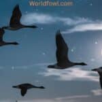 Do Geese Fly At Night? How Can They See?