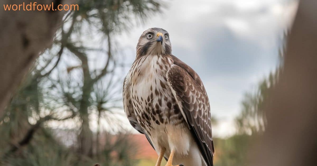 Do Hawks Eat Squirrels? Here’s Why Hawks Love These Nut-Eating Rodents