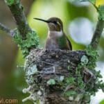 Do Hummingbirds Reuse Their Nests or Build New Nests Every Year?