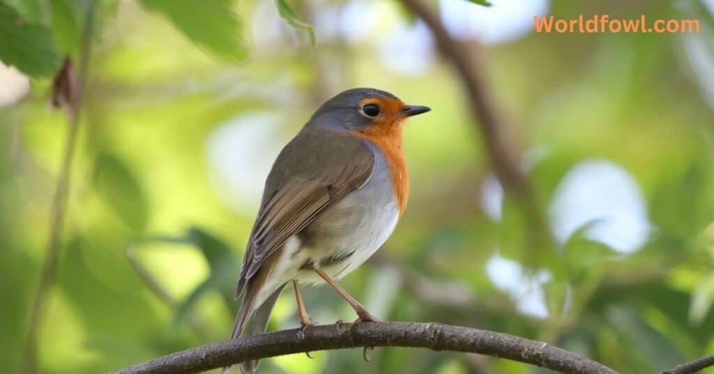 Do Robins Mate For Life? The Complete Guide To Robin Romance