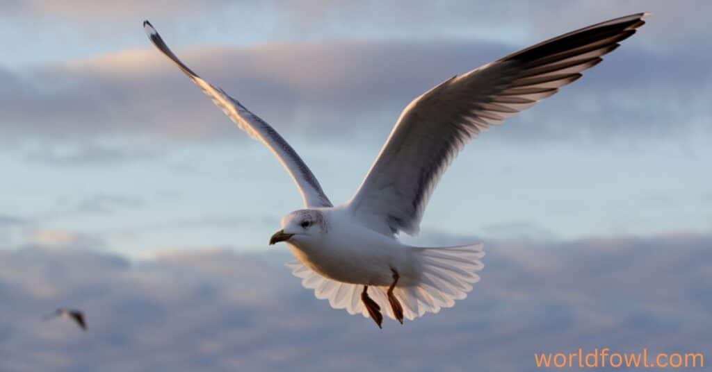 Do Seagulls Migrate? – The Hidden Abilities Of Gulls