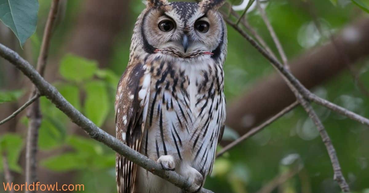 11 Types of Owls In Ontario (With Photos)