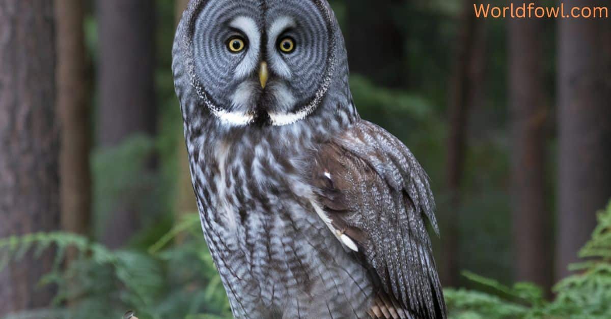 11 Types of Owls In Ontario (With Photos)