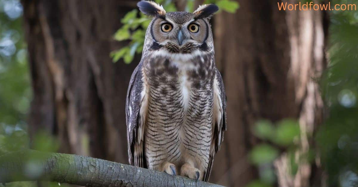 11 Types of Owls In Ontario (With Photos)