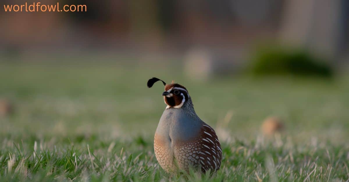 How Long Do Quail Live? The Vulnerable Lives Of Quail