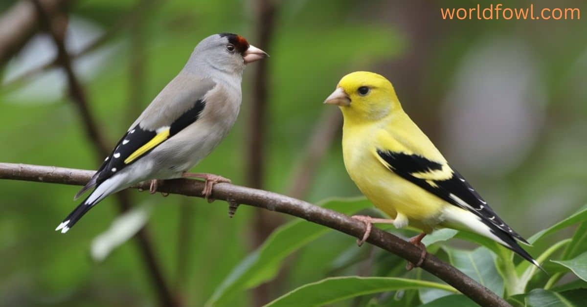 Lesser Goldfinch Vs American Goldfinch – The Secrets To Successful ID