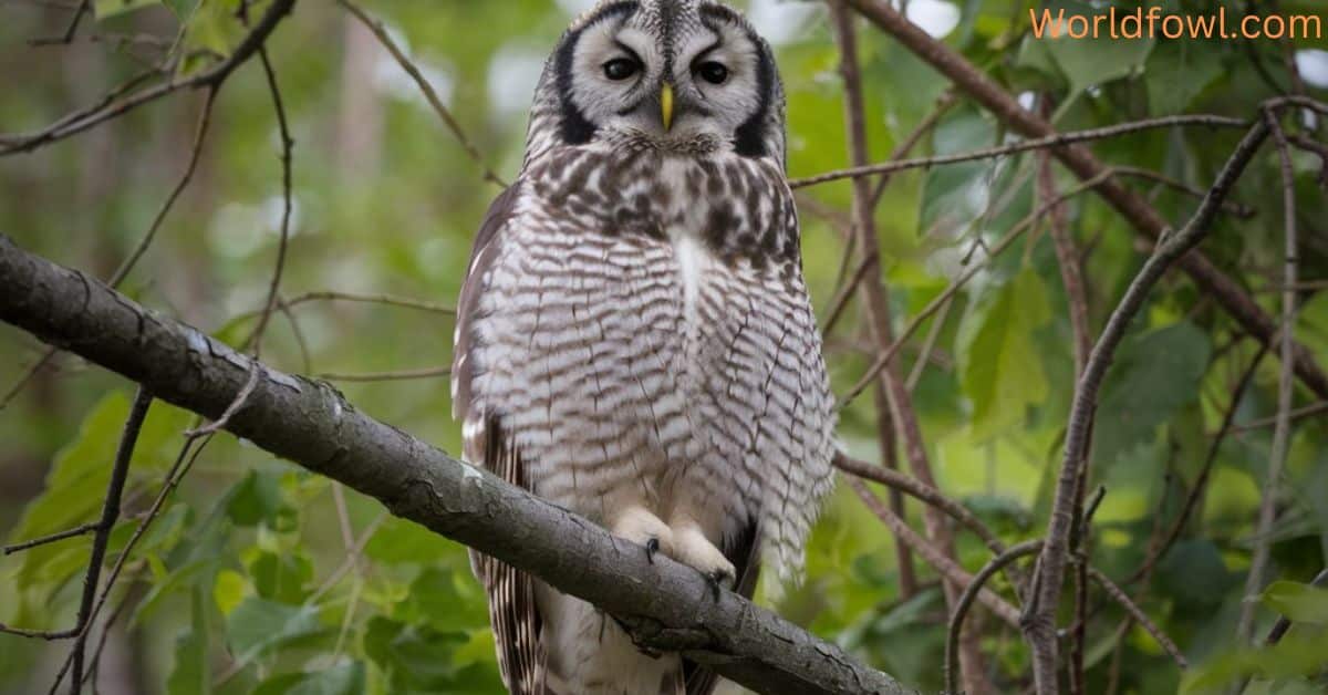 11 Types of Owls In Ontario (With Photos)