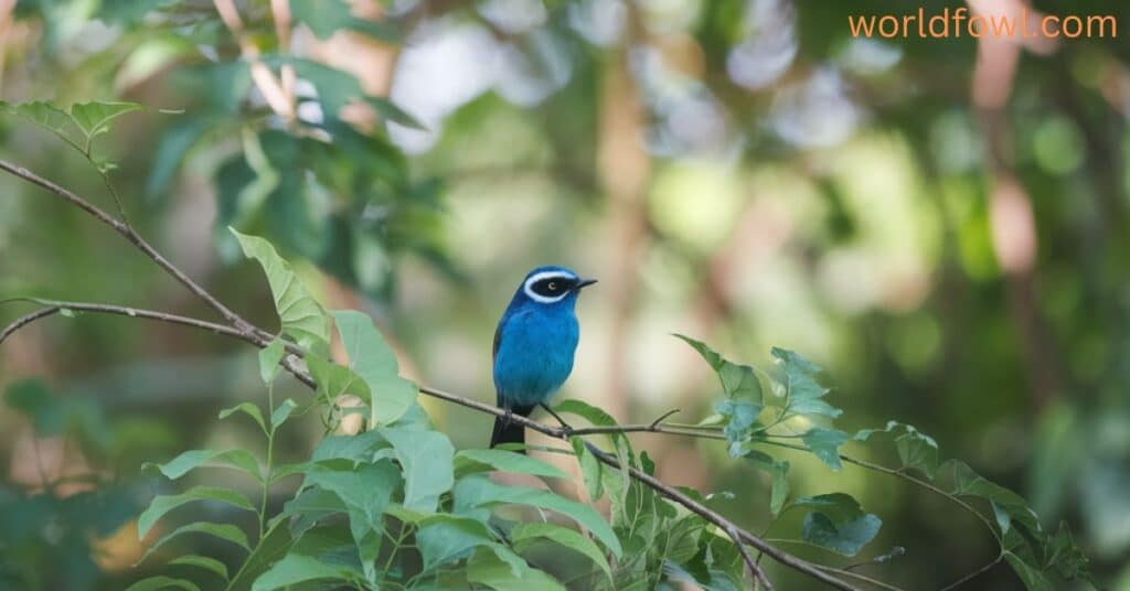 Small Blue Bird – 8 Blue Colored Birds In North America