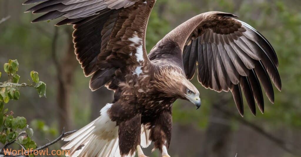 UK Eagle Species – The Complete Guide To Eagles In UK Countries