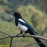 What Do Magpies Eat? Magpie Diets Exposed