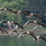 Why Do Geese Honk When They Fly? Here’s The Truth