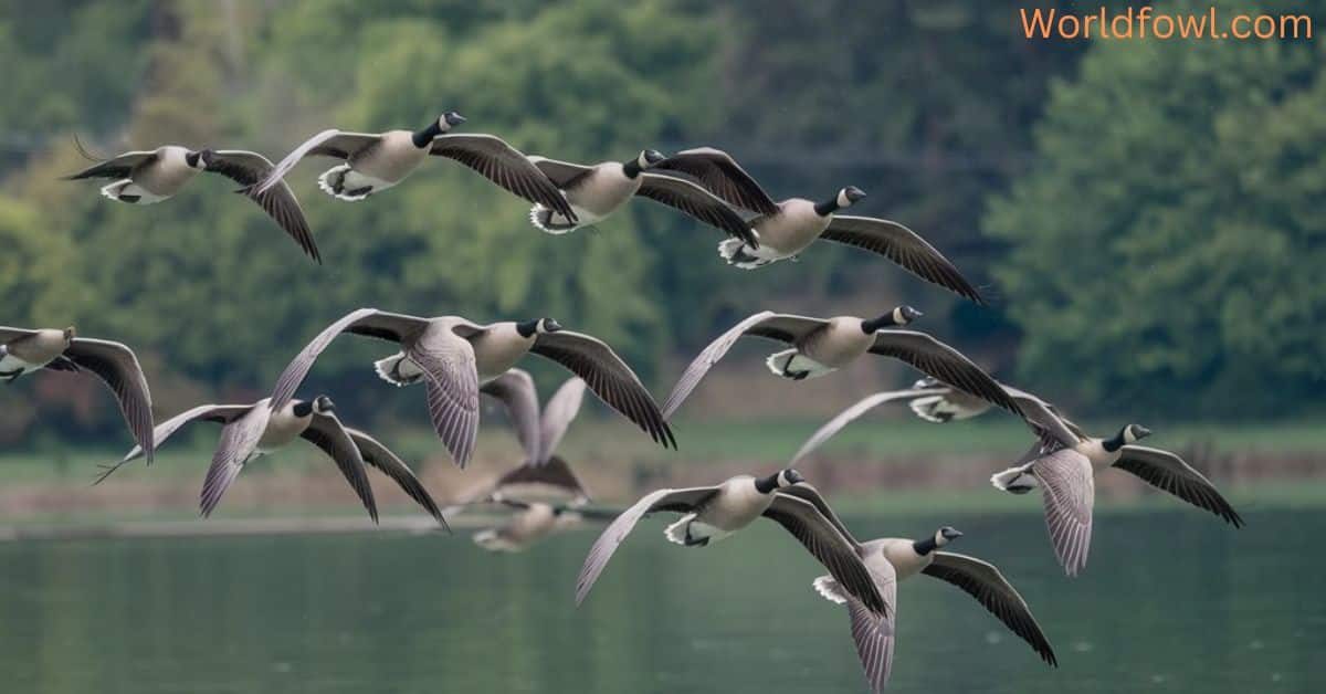 Why Do Geese Honk When They Fly? Here’s The Truth