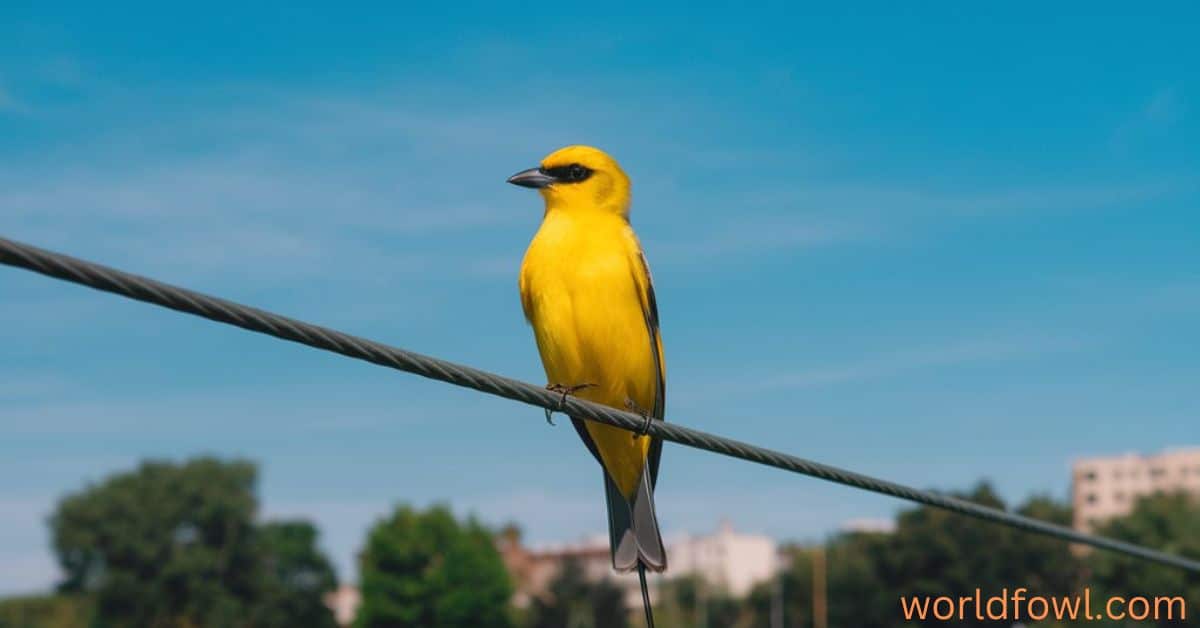 Yellow Birds in Georgia – A Complete Guide