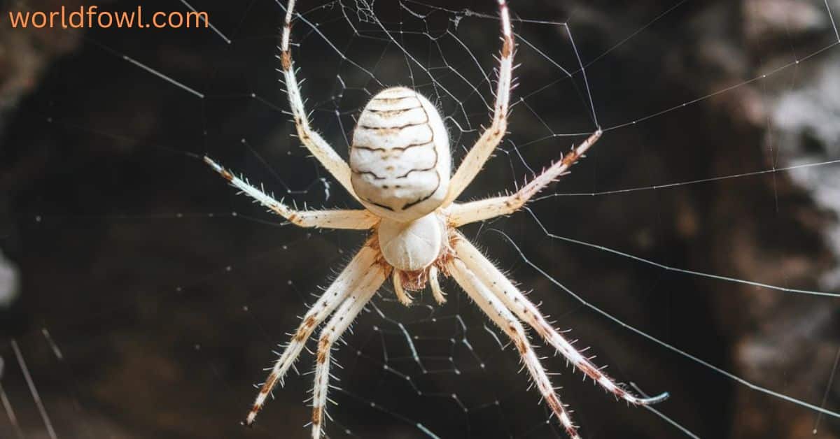 13 Spiritual Meanings of Seeing a White Spider