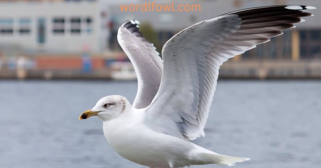 Are Seagulls Protected? A Guide To Seagull Rights