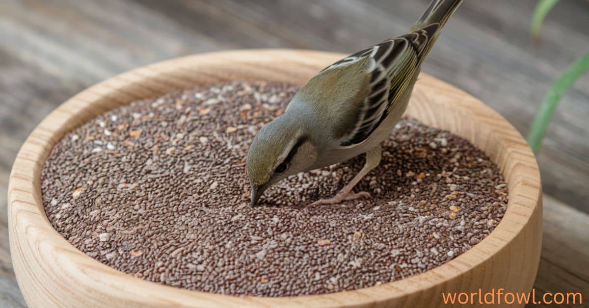 Can Birds Eat Chia Seeds? (And Should They?)