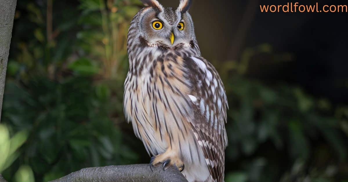 14 Spiritual Meanings of Seeing an Owl