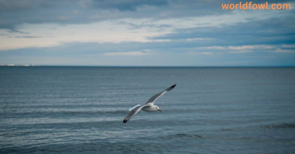 Seagull Spiritual Meaning and Symbolism