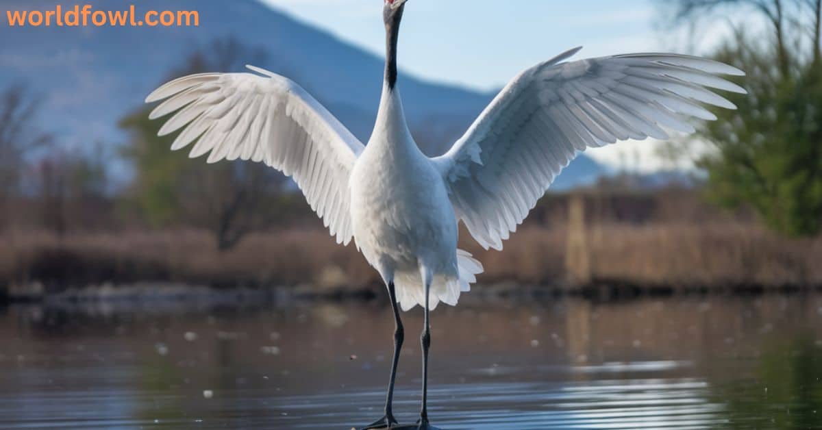 Spiritual Meanings and Symbolism Of White Crane