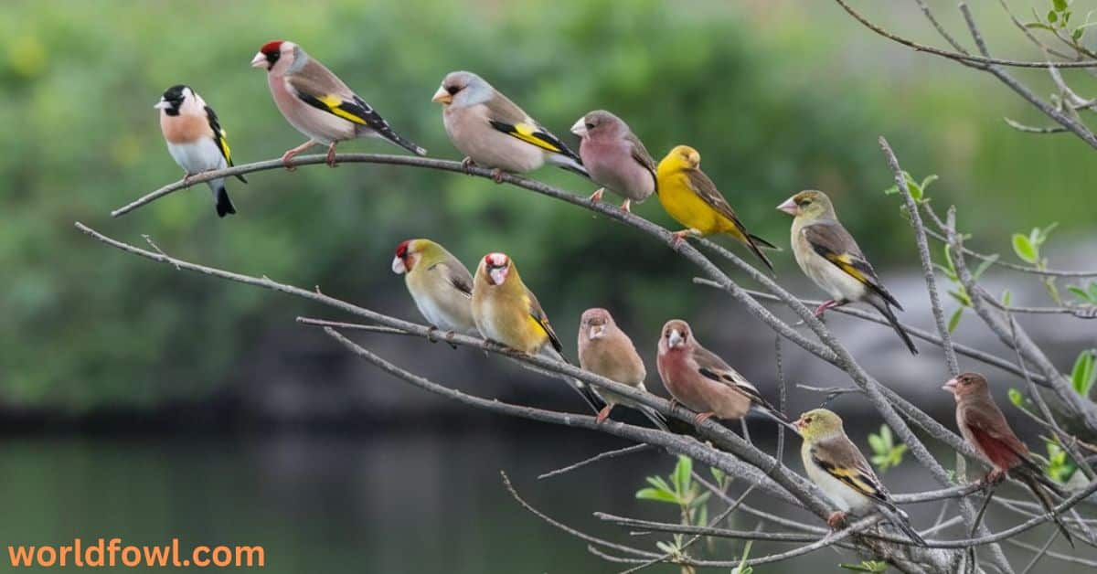 Finches In Florida – The Complete Guide To Florida Finches