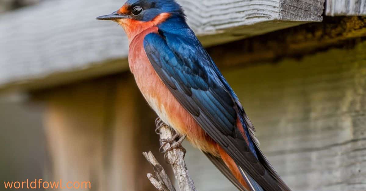 What Do Barn Swallows Eat? The Complete Guide