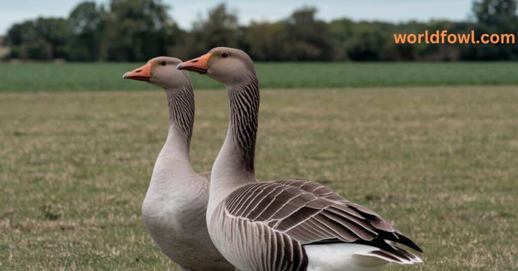 When Do Geese Lay Eggs? A Complete Guide