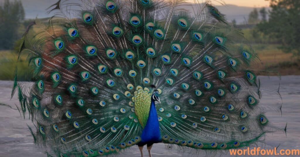 13 Spiritual Meanings of a Peacock Crossing Your Path