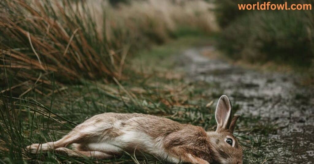 7 Spiritual Meanings and Symbolism of Dead Rabbit