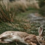 7 Spiritual Meanings and Symbolism of Dead Rabbit