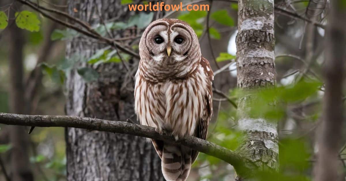 Barred Owl Spiritual Meanings and Symbolism