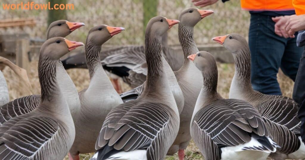 Can Geese Attack Humans? Geese Gone Wild