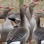 Can Geese Attack Humans? Geese Gone Wild