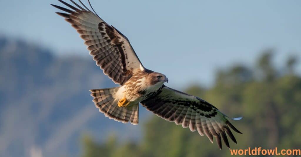 Do Buzzards Attack Humans? The Truth!