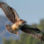 Do Buzzards Attack Humans? The Truth!